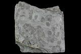 Pennsylvanian Fossil Fern & Bivalve Plate - Kinney Quarry, NM #80516-1
